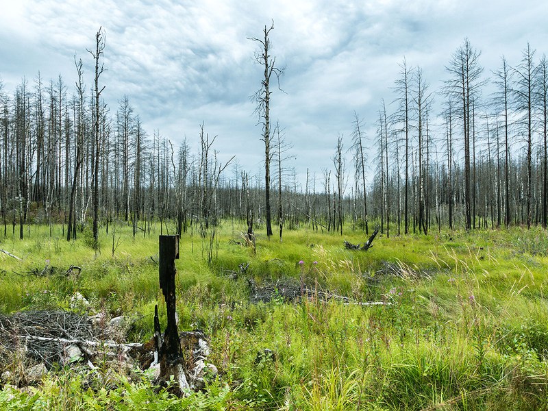 Post-disturbance canopy recovery and the resilience of Europe’s forests 