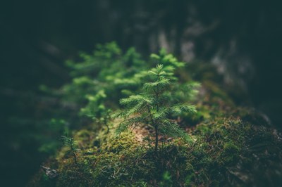 MapMyTree - Help us reach our goal of planting three billion trees in the EU by 2030