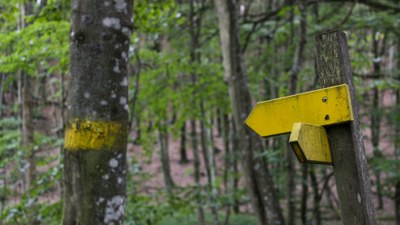 EU forest-related policies