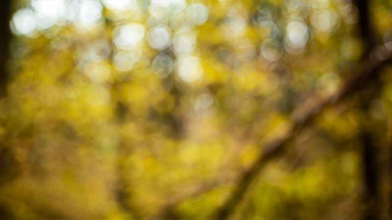 Resources Forest Information System Of Europe