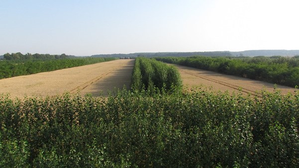 Crops-poplar-blocust.jpg