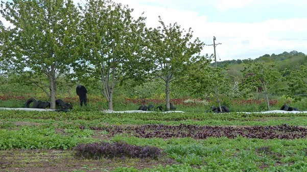 Shillingford organics, top fruit and vegetables, Devon, the United Kingdom. May 2014.