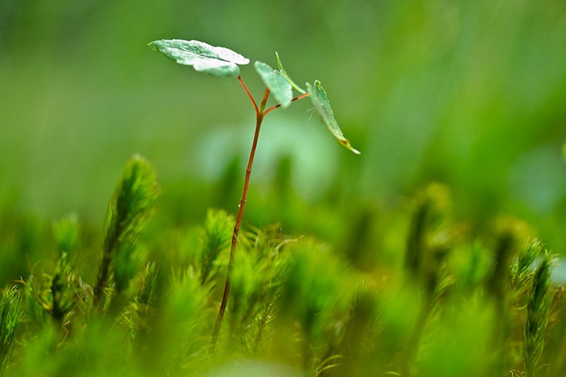 A climate-induced tree species bottleneck for forest management in Europe