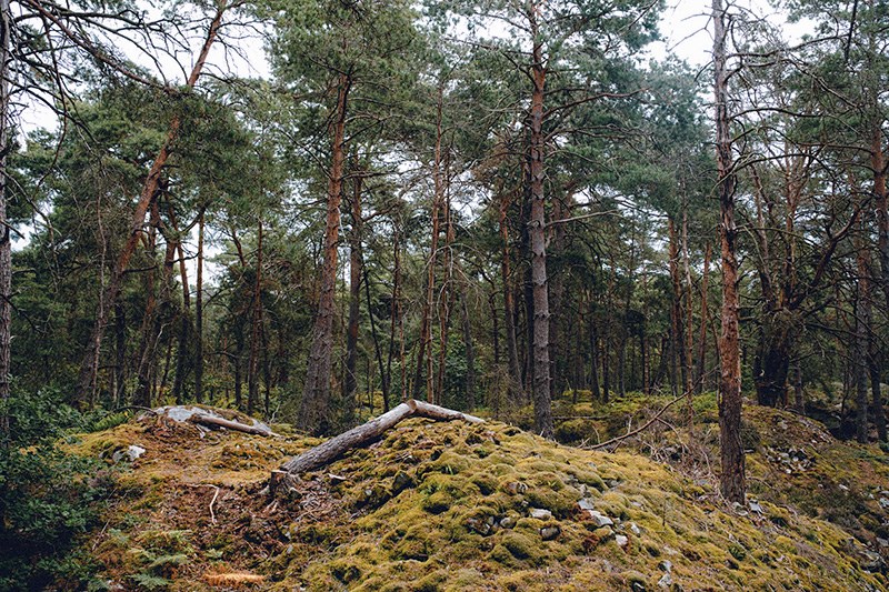 A comprehensive analysis of forest restoration practices across Europe