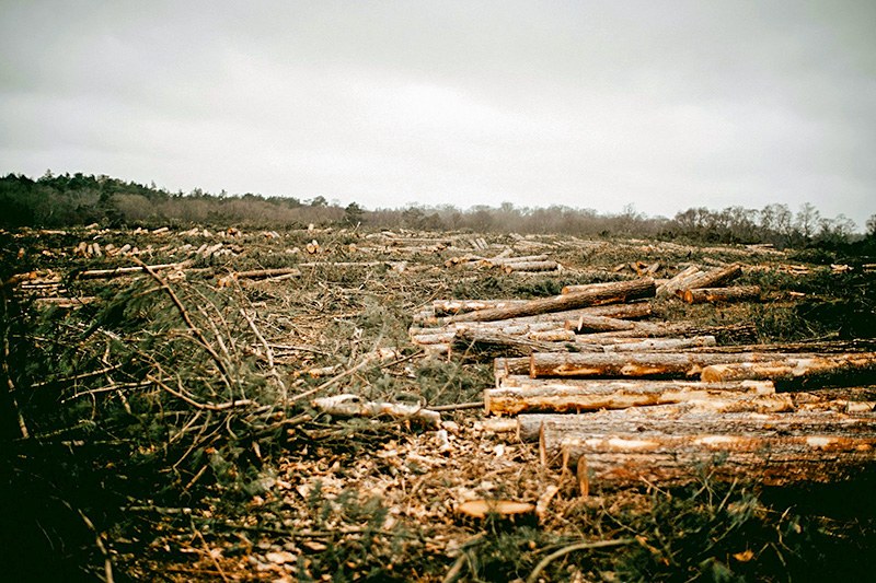 Decadal decline in forest floor soil organic carbon after clear-cutting in Nordic and Canadian forests