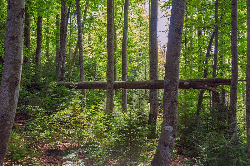 Field estimation of fallen deadwood volume in two European protected forested areas