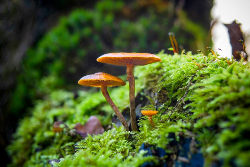 Biodiversity monitoring in Europe: User and policy needs