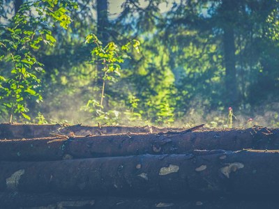 Combining national forest inventories reveals distinct role of climate on tree recruitment in European forests