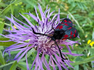 Context-dependent effects of woody layer complexity on arthropod biomass and abundance in deciduous forests