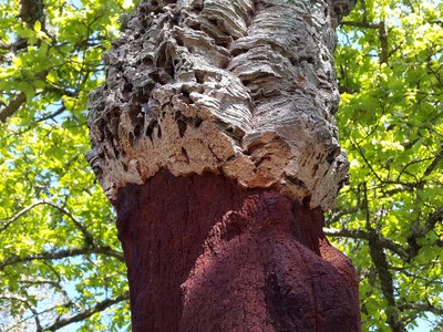 Cork stripping alters the seasonal carbon allocation patterns of Quercus suber in a dry year