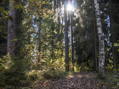 Ecosystem heterogeneity is key to limiting the increasing climate-driven risks to European forests