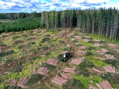 Soil carbon dynamics during stand rotation in boreal forests