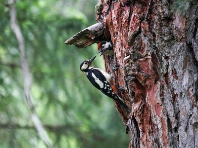 Who is using tree-related microhabitats?