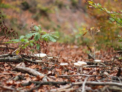 Can we derive climate-forest-soil dependent proxies for litter carbon?