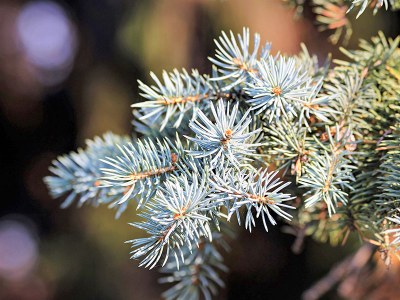 Drought- and heat-induced mortality of conifer trees is explained by leaf and growth legacies