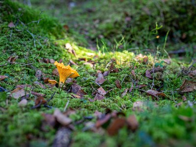 Revealing the hidden socioeconomic role of wild forest products for the European bioeconomy