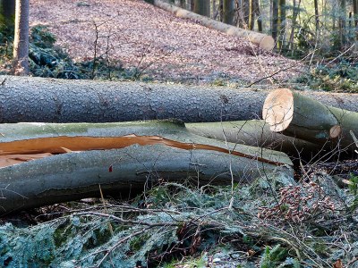 Stakeholder views of adaptation measures to improve climate resilience: Case study evidence from European wood value chains