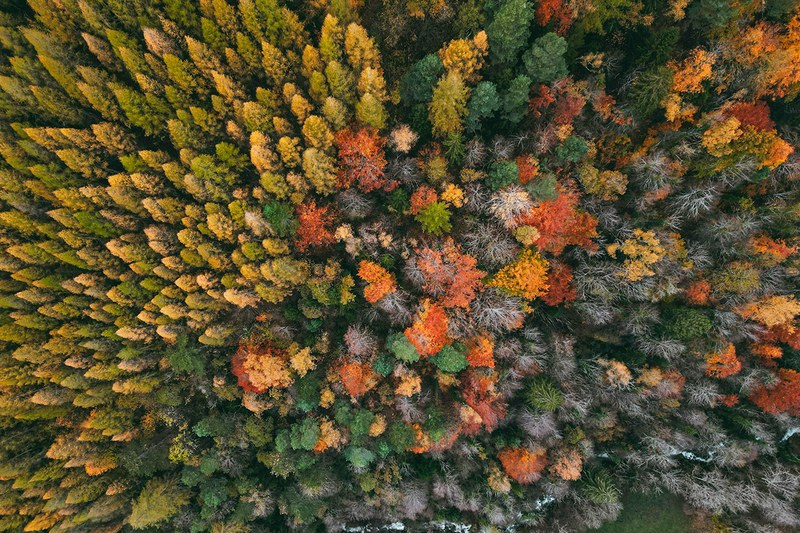 Resilience of genetic diversity in forest trees over the Quaternary