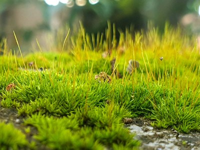 Bacterial and fungal communities respond differently to changing soil properties along afforestation dynamic