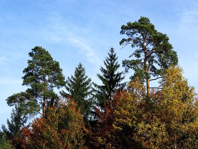 More species, more trees: The role of tree packing in promoting forest productivity