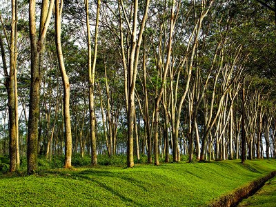 Single- vs mixed-species plantations: A systematic review on the effects on biodiversity