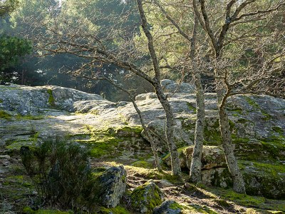 Water availability in the soil drives forest productivity