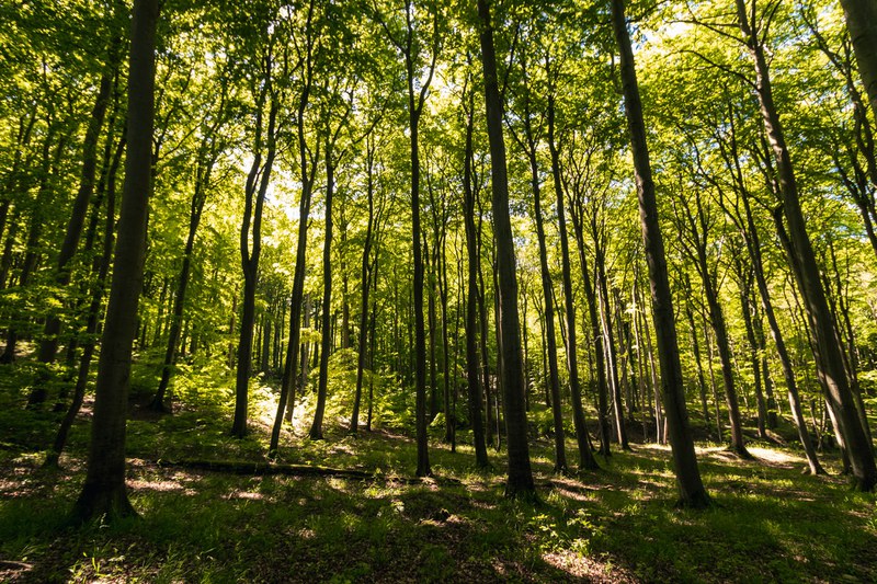 Forest above ground biomass