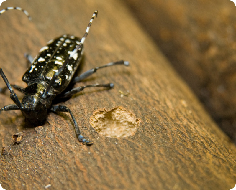 longhorned-beetle.jpg