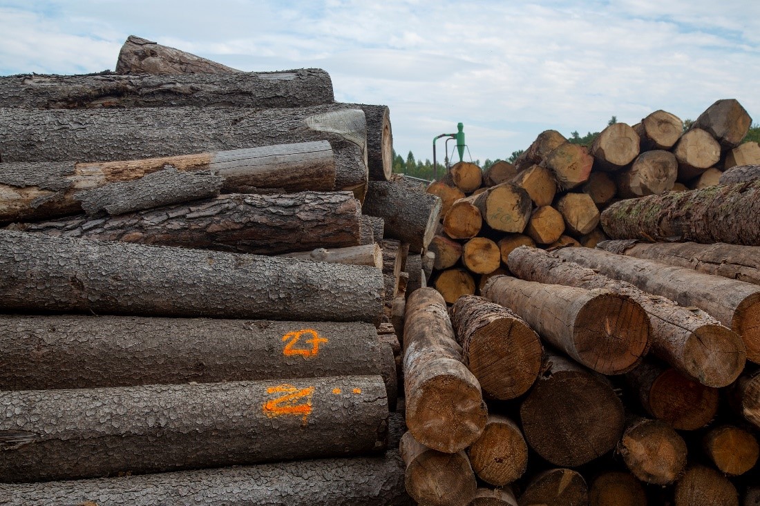 Logged timber.jpg