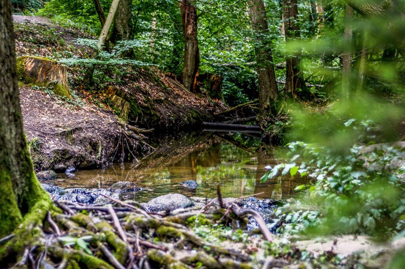 Forest nature, biodiversity and ecosystems | Europe's forests | Forest ...